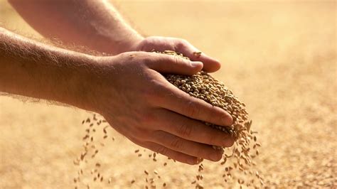Male Farmers Hand Grabbing Pouring Grains Stock Footage Sbv 325561209