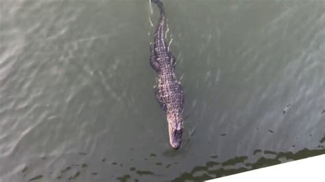 Bayou St John Alligator Youtube