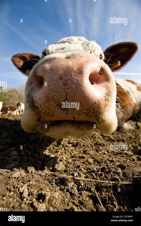 Cow Lying Down High Resolution Stock Photography And Images Alamy