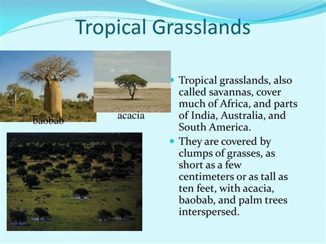 Ppt Grasslands And Savannas Powerpoint Presentation Free Download