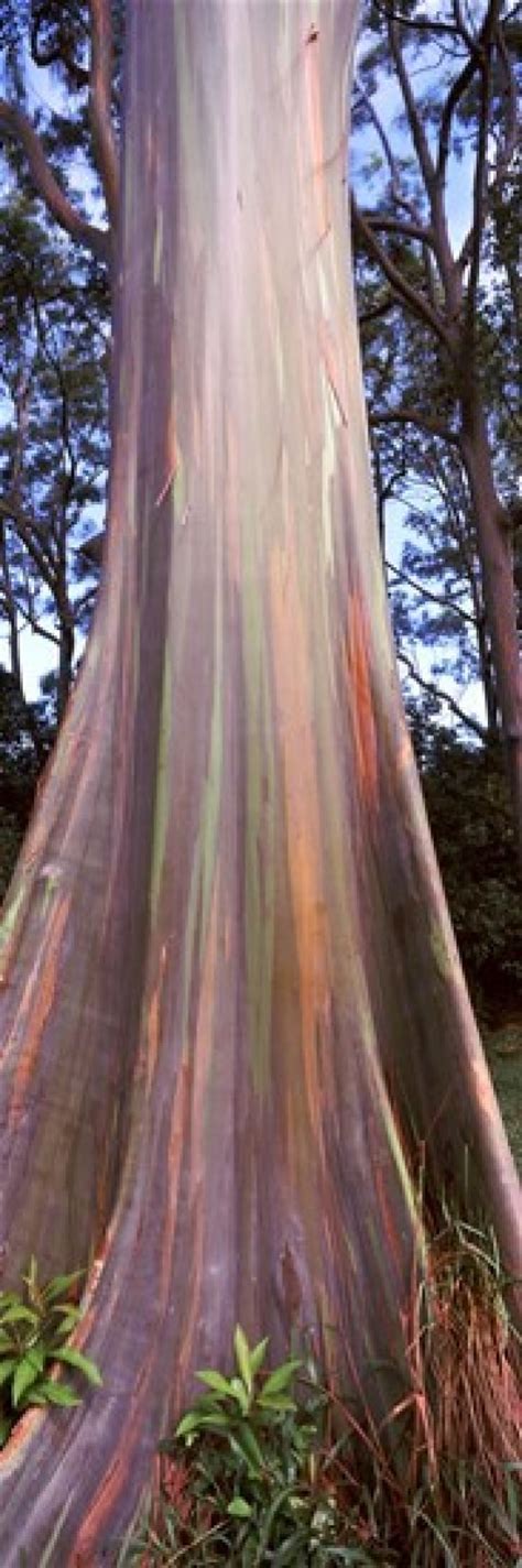 Rainbow Eucalyptus Eucalyptus Deglupta Tree Hana Highway Maui
