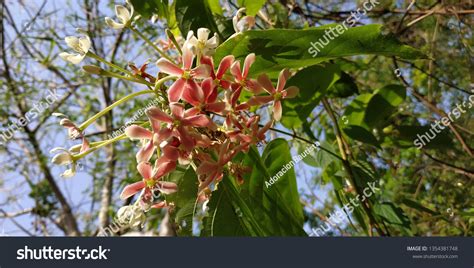 12 Niyog Tree Images Stock Photos And Vectors Shutterstock