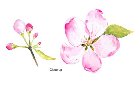 Watercolor Apple Blossoms Pink Illustrations ~ Creative Market