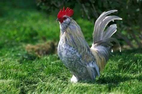 The 15 Best Types Of Roosters For Your Flock