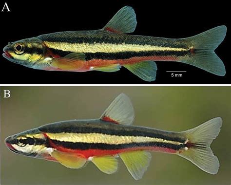 That Yellow-finned Minnow in Your Local Creek May Be One ...