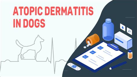 Atopic Dermatitis In Dogs Petmoo