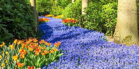 Private Flower Fields And Keukenhof Tour Best Flower Site