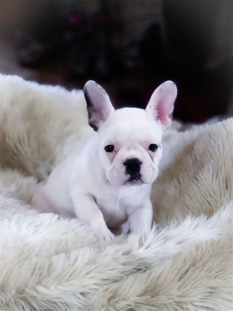 Gallery Karas Cutest Frenchies