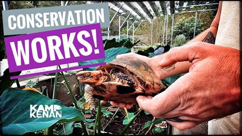 Rarest Box Turtles In The World Youtube