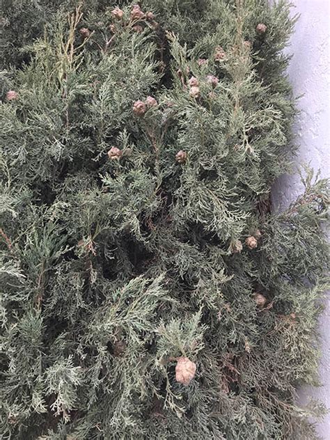 Planted several 3 foot italian cypress along our property line in arlington, va (zone 7a/7b) in the spring of 2013 where they would get full sun. The Italian Cypress tree - Guzman's Greenhouse - Care and ...