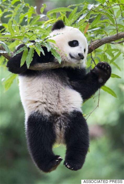Tell Me Why Panda Bears