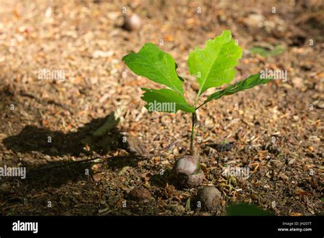 Start Of A Young Forest A Common Oak Tree Seedling From An Acorn On