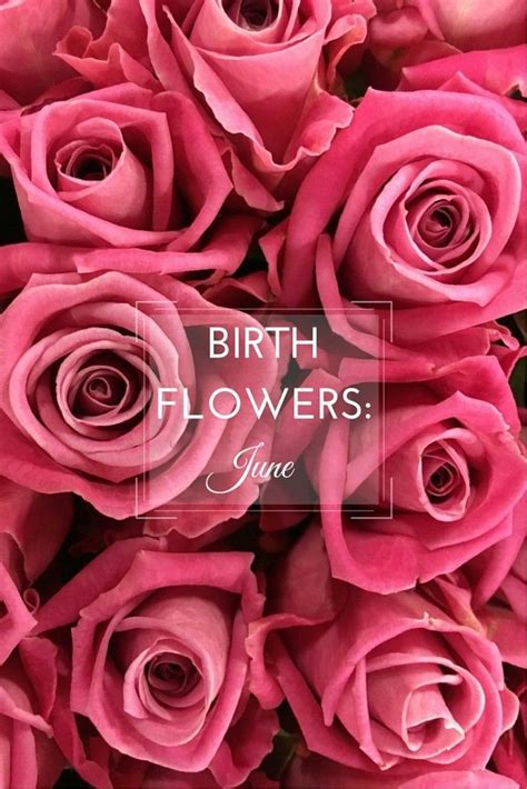 Birth Flower Month Of June City Of