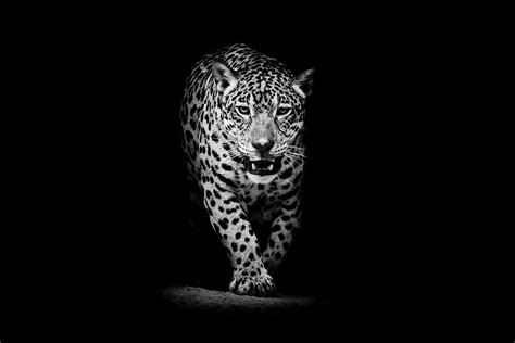 Leopard Hd Wallpaper Background Image 3000x2000