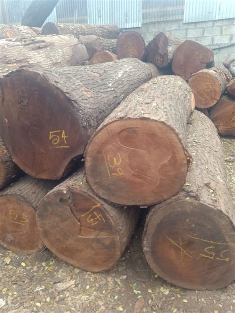Brown Mahogany Wood Round Logs At Rs 1100cubic Feet Wood Logs In Coimbatore Id 2850109284155