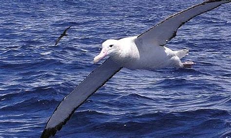 The Wonderous Albatross Ornithology Bird Marine Zoology Small