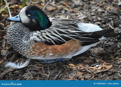 A Teal Winged Duck Stock Image Image Of Fauna Cute 139099407
