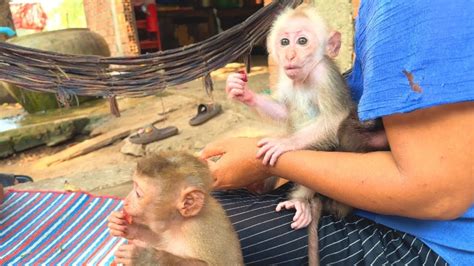 These Monkeys Love To Jump On Their Mothers Arms Youtube