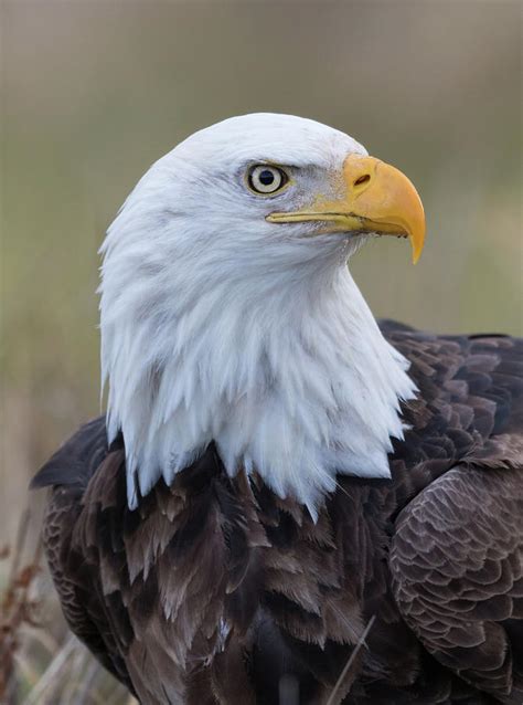 Bald Eagle Portrait 2 Photograph By Angie Vogel Fine Art America