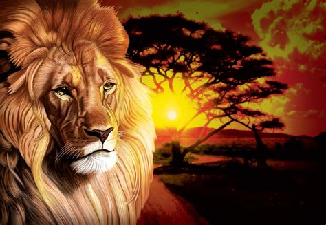 Lion Sunset Africa Animals433wm Tapeedikoduee