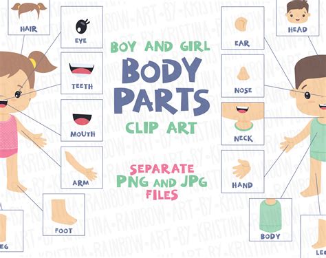 Boy And Girl Body Parts Clip Art Visual Scheme Illustration Human