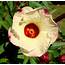 Photo Of The Bloom Roselle Hibiscus Sabdariffa Thai Red 