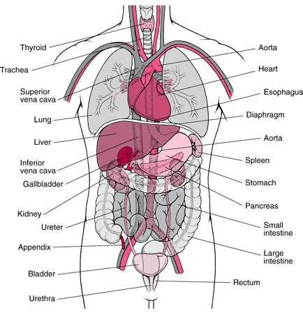 Examining the human torso model. human torso model with labels | Tissues and Organs: The ...