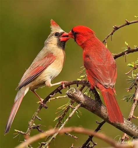 Male Cardinal Feeding His Mate Nj Photo By Melina Gioffre Fuda
