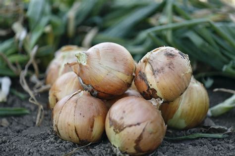 When to Harvest Onions | Kellogg Garden Organics™