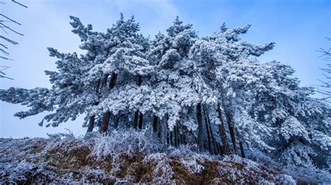 1600x900 Frost Trees In Winter Snow 4k 1600x900 Resolution Wallpaper