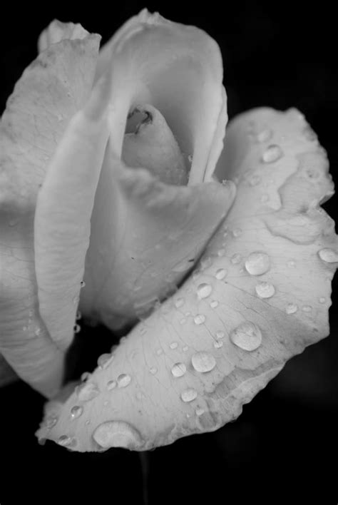 Rain On A White Rose Photograph By Michelle Barlondsmith Pixels