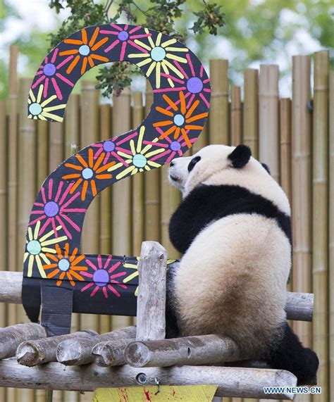 Canadian Born Giant Panda Twins Celebrate 2nd Birthday At Toronto Zoo