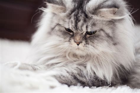 Royal canin dewasa maine coon. 31+ Wallpaper Bagus Kucing - Joen Wallpaper