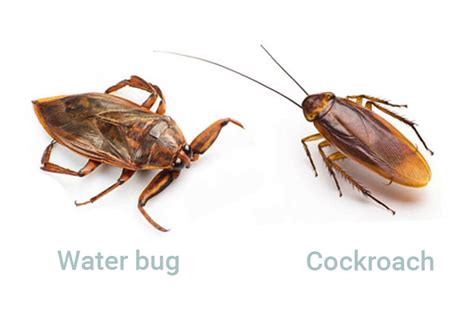 Water Bug Identification Size Bite Pictures And Facts 2022