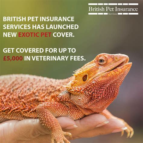 Последние твиты от british pet insurance (@britishpetins). Pin on Everything British Pet Insurance