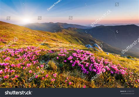 Magic Pink Rhododendron Flowers On Summer Mountaincarpathian Ukraine
