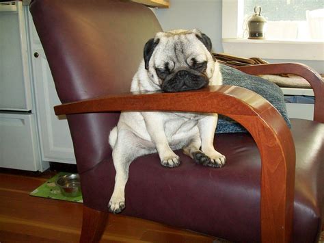 Pugs Sleep Anywhere Lol おしゃれまとめの人気アイデア｜pinterest｜bailey Puggins The