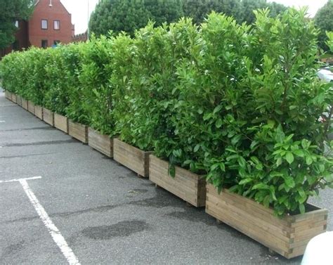 Best Plant Hedges Fence For Small Space Home Decorating Ideas