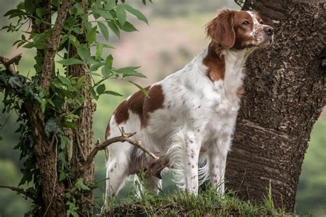Brittany Spaniel Duck Hunting
