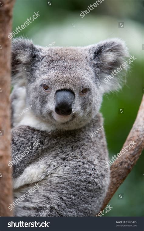 Close Australian Koala Bear Resting Eucalyptus Stock Photo 13545445 Shutterstock