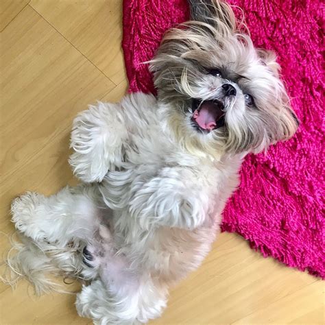 Shih Tzu Exercise Requirements Shih Tzu Dog