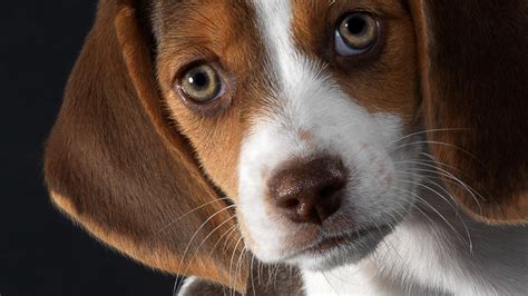 Beautiful Eyes Beagle Dog Wallpapers And Images Wallpapers Pictures