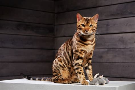 The biggest domestic house cats are often incredibly loyal and protective of their owners. Top 10 Largest Domestic Cat Breeds - PetGuide