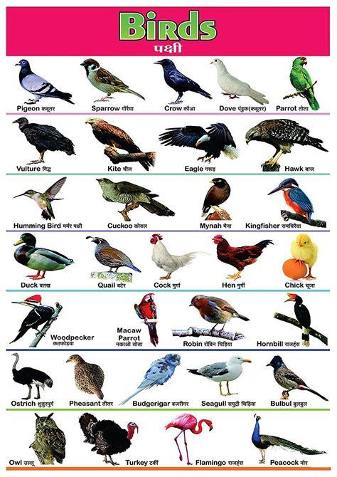 100yellow Paper Birds Name Printed Poster Educational Poster Wall