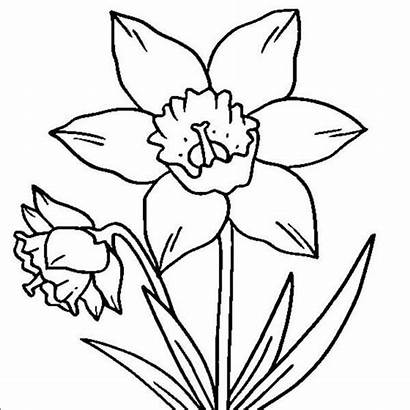 Daffodil Coloring Outline Drawing Daffodils Simple Drawings