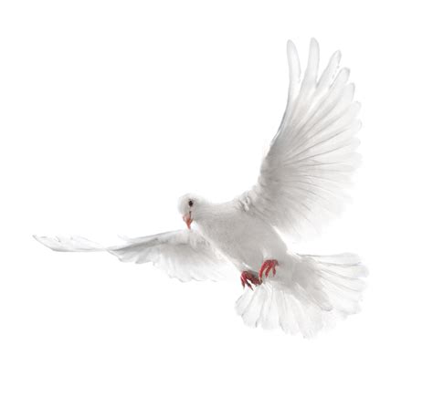 Columbidae Holy Spirit Doves As Symbols Pigeon Png Download 2128