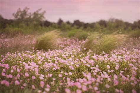 New Orleans La Photographer Pink Flower Field Digital Backdrop New