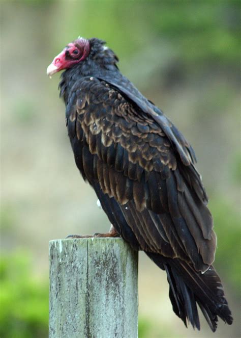 turkey vulture — southern wisconsin bird alliance