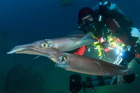 En Images 28 Jours Sous La Méditerranée Lincroyable Expédition Du