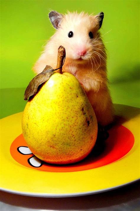 Cute animal pictures: 100 of the cutest animals! | Cute animals, Cute animal pictures, Animal ...